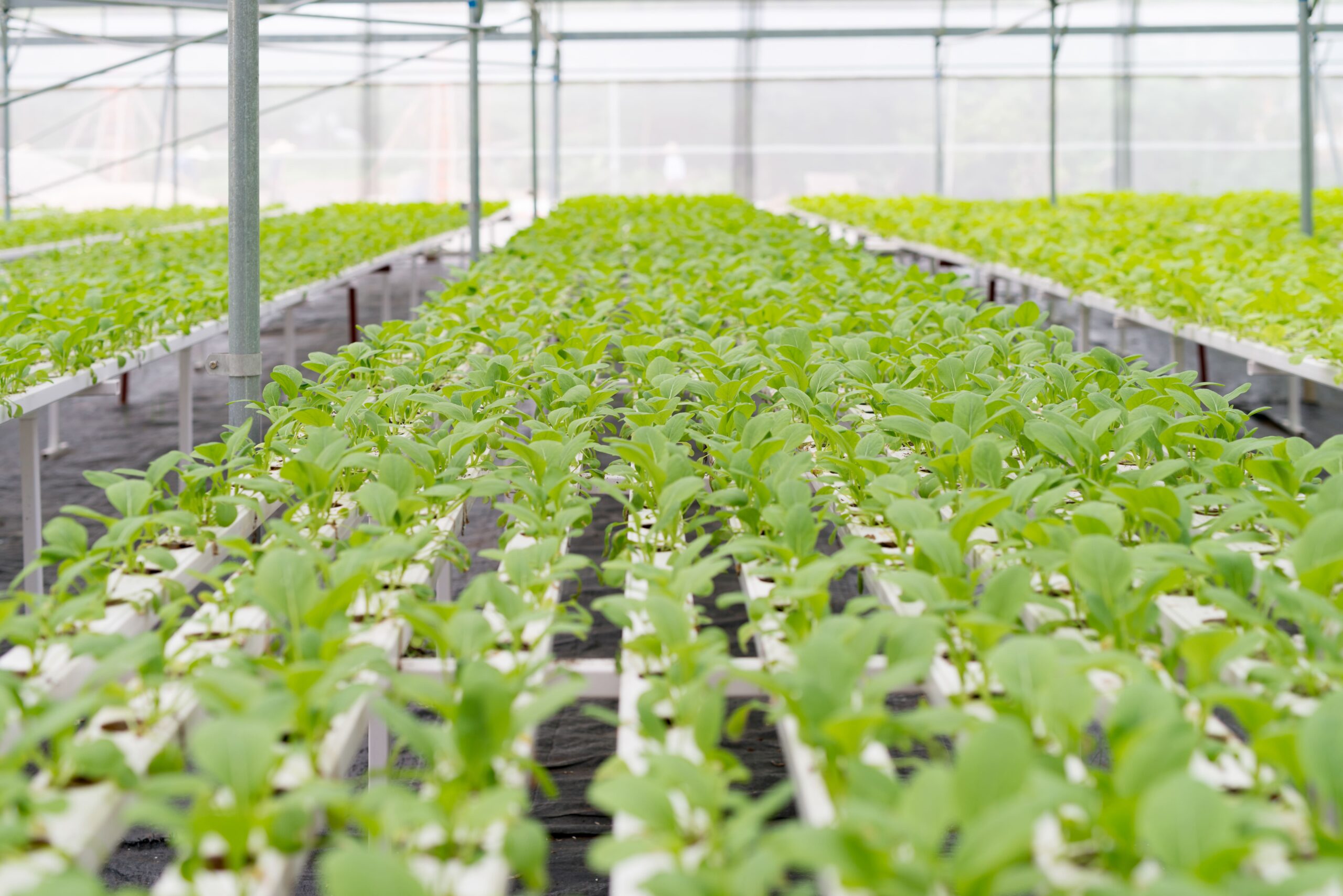 seguros agricolas en almeria y roquetas de mar generali